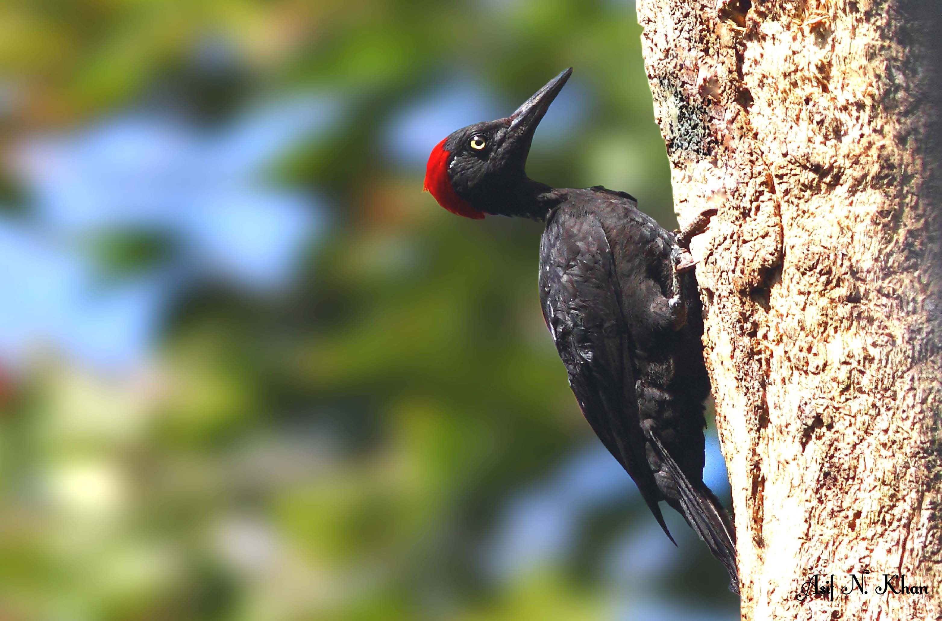 Andaman Woodpecker